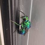Chrysididae Cuckoo Wasp, Alice Springs Desert Park NT