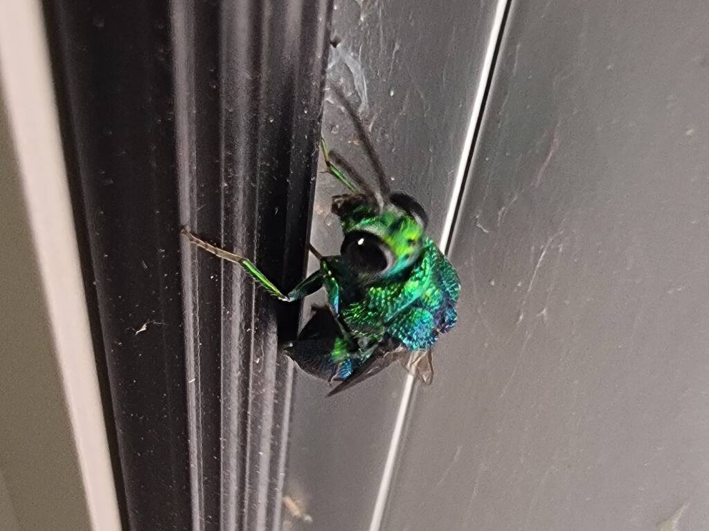Chrysididae Cuckoo Wasp, Alice Springs Desert Park NT