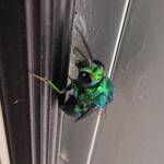 Chrysididae Cuckoo Wasp, Alice Springs Desert Park NT