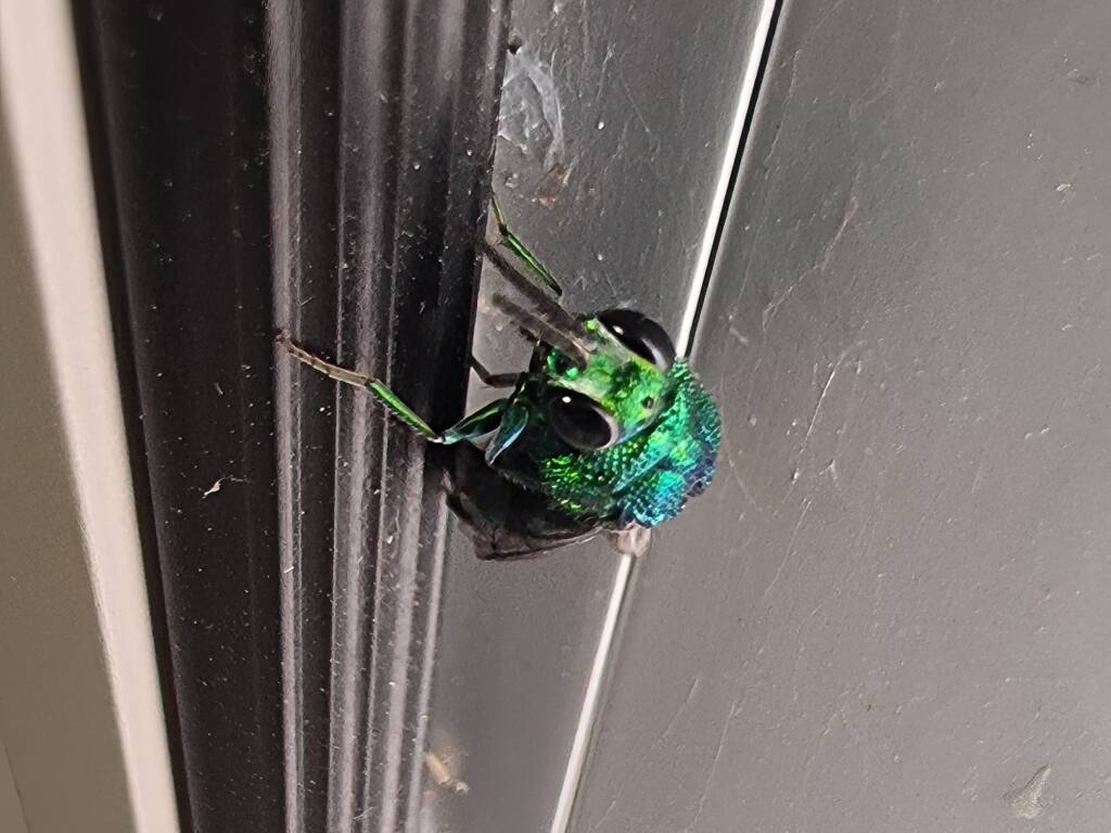 Chrysididae Cuckoo Wasp, Alice Springs Desert Park NT