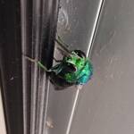 Chrysididae Cuckoo Wasp, Alice Springs Desert Park NT