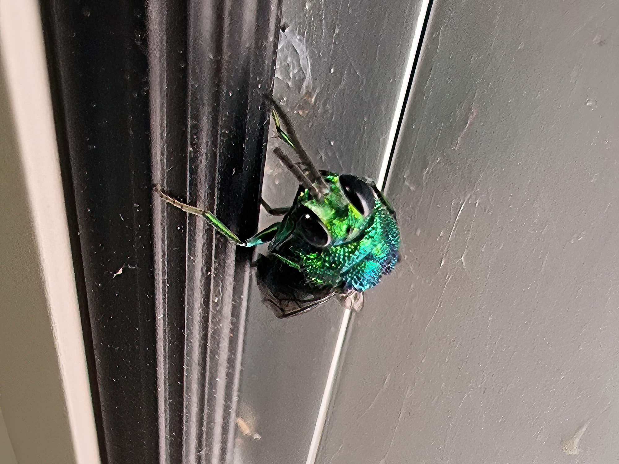 Chrysididae Cuckoo Wasp, Alice Springs Desert Park NT