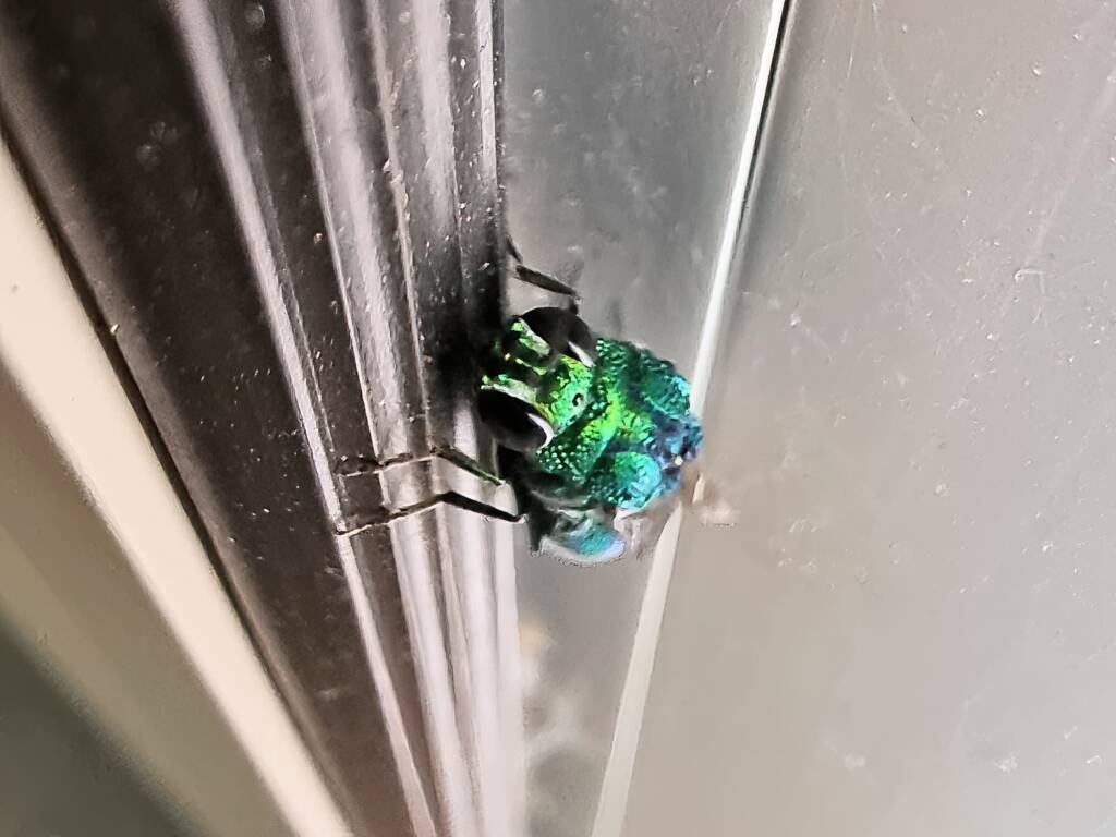 Chrysididae Cuckoo Wasp, Alice Springs Desert Park NT