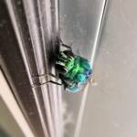 Chrysididae Cuckoo Wasp, Alice Springs Desert Park NT