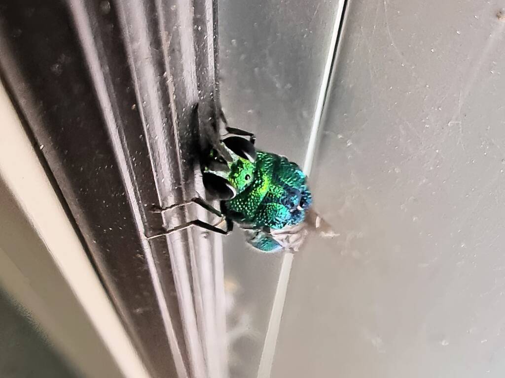 Chrysididae Cuckoo Wasp, Alice Springs Desert Park NT