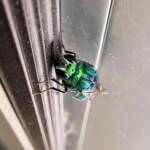 Chrysididae Cuckoo Wasp, Alice Springs Desert Park NT