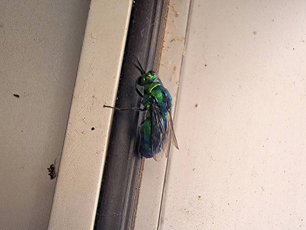 Chrysididae Cuckoo Wasp, Alice Springs Desert Park NT