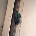 Chrysididae Cuckoo Wasp, Alice Springs Desert Park NT