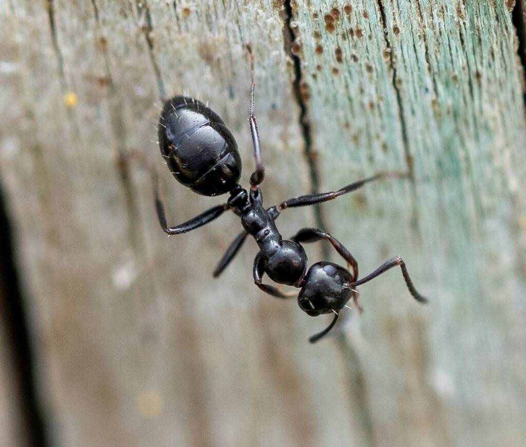 Colobopsis gasseri, Moruya NSW © Phil Warburton