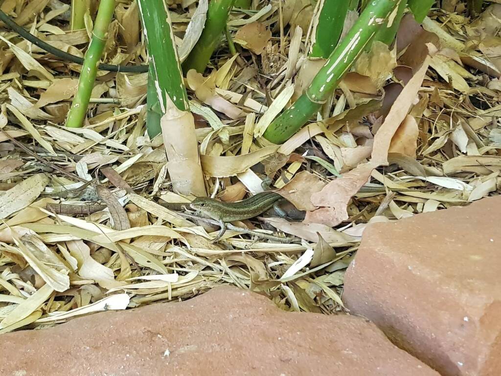 Ctenotus helenae (Clay-soil Ctenotus), Alice Springs NT