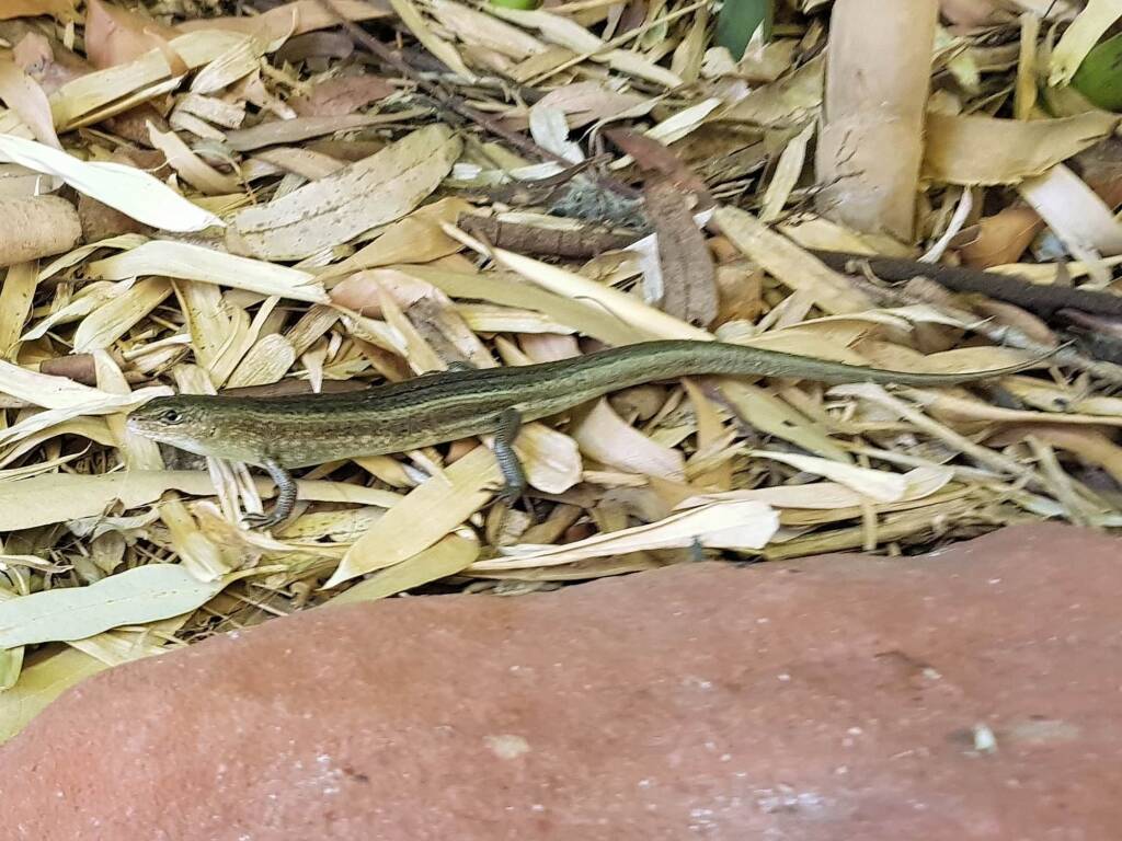 Ctenotus helenae (Clay-soil Ctenotus), Alice Springs NT