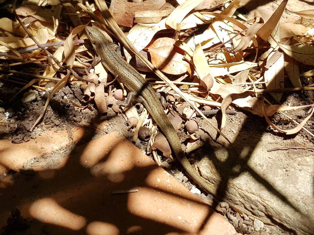 Ctenotus helenae (Clay-soil Ctenotus), Alice Springs NT