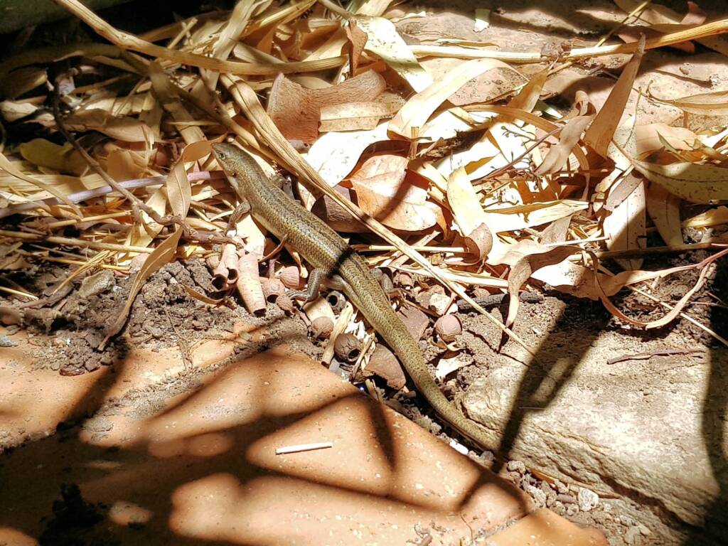 Ctenotus helenae (Clay-soil Ctenotus), Alice Springs NT