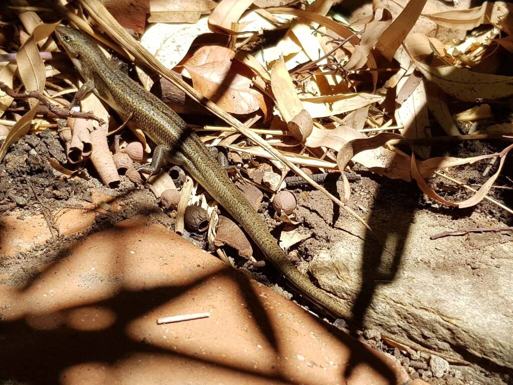 Ctenotus helenae (Clay-soil Ctenotus), Alice Springs NT