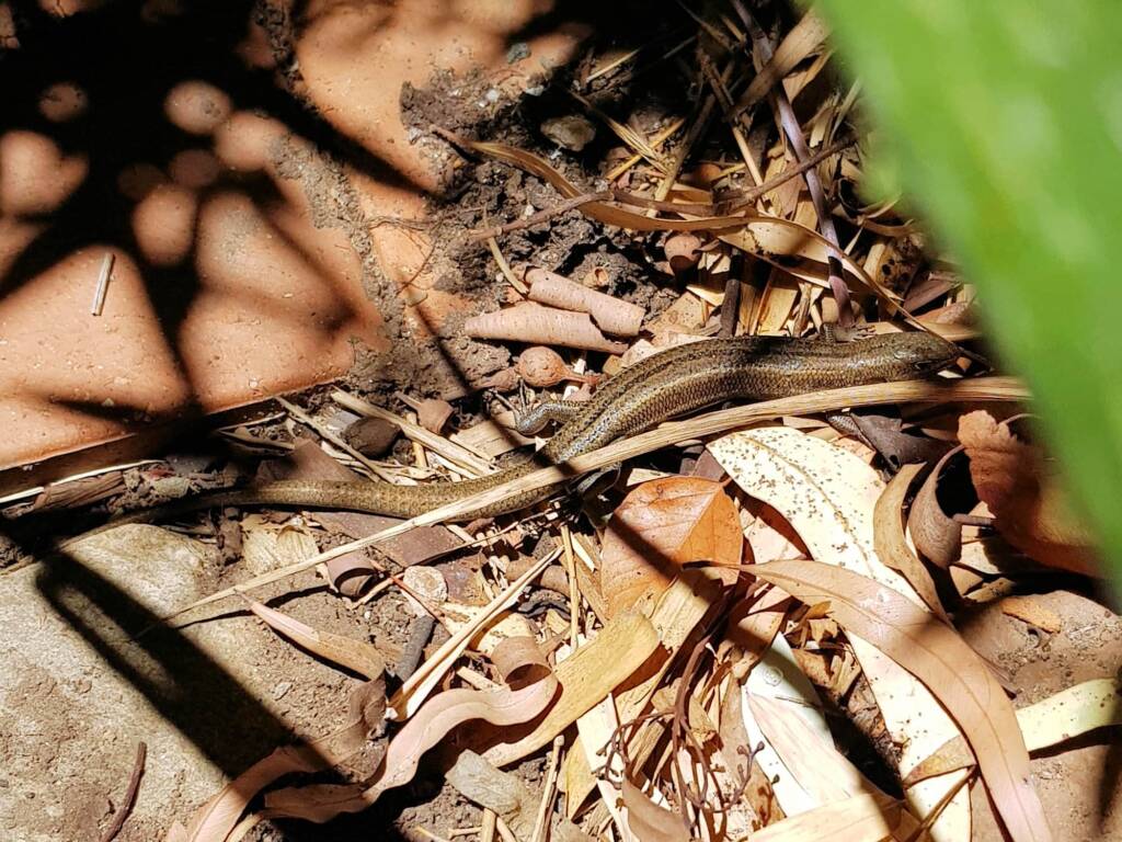 Ctenotus helenae (Clay-soil Ctenotus), Alice Springs NT