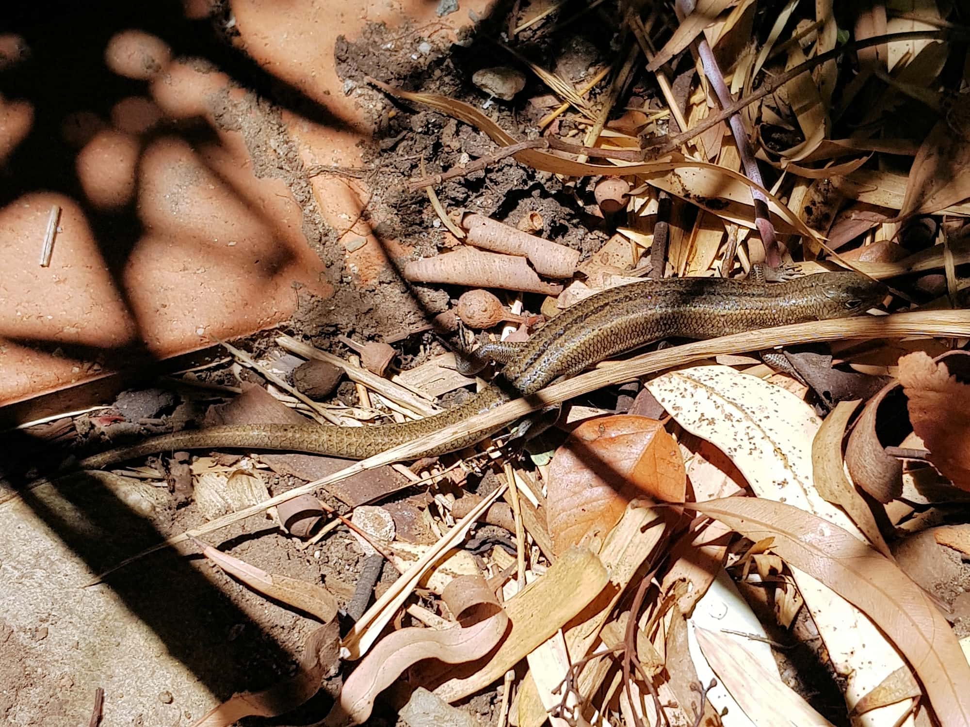 Ctenotus helenae (Clay-soil Ctenotus), Alice Springs NT