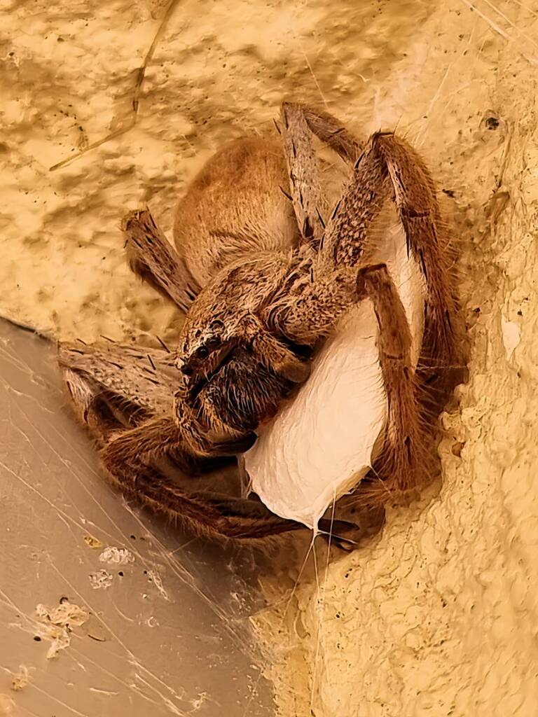 Desert Huntsman (Isopedella inola) with egg sac, Alice Springs Desert Park NT