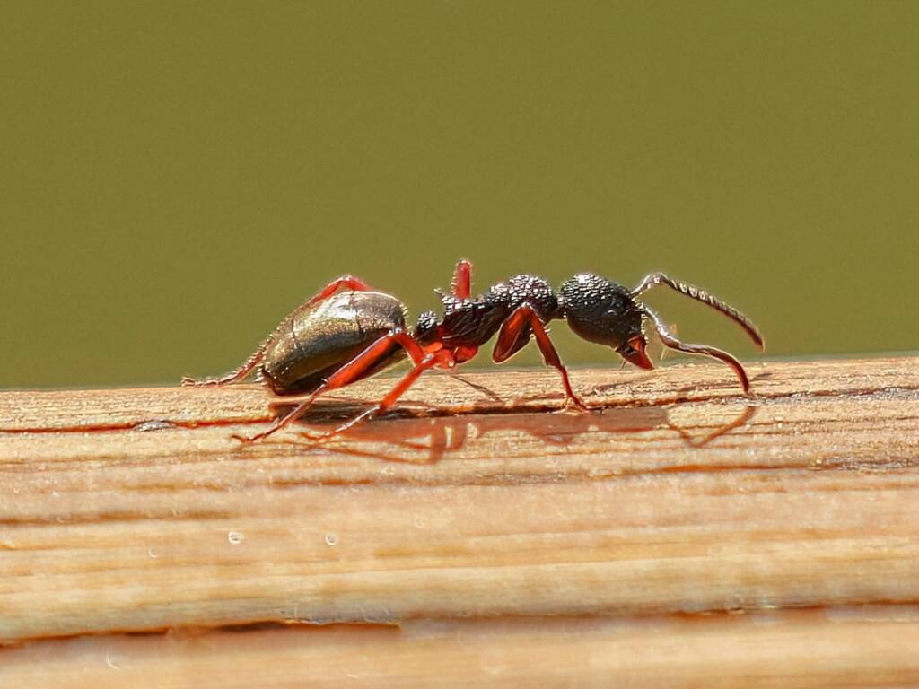 Dolichoderus scabridus, Tidbinbilla Nature Reserve ACT © Phil Warburton
