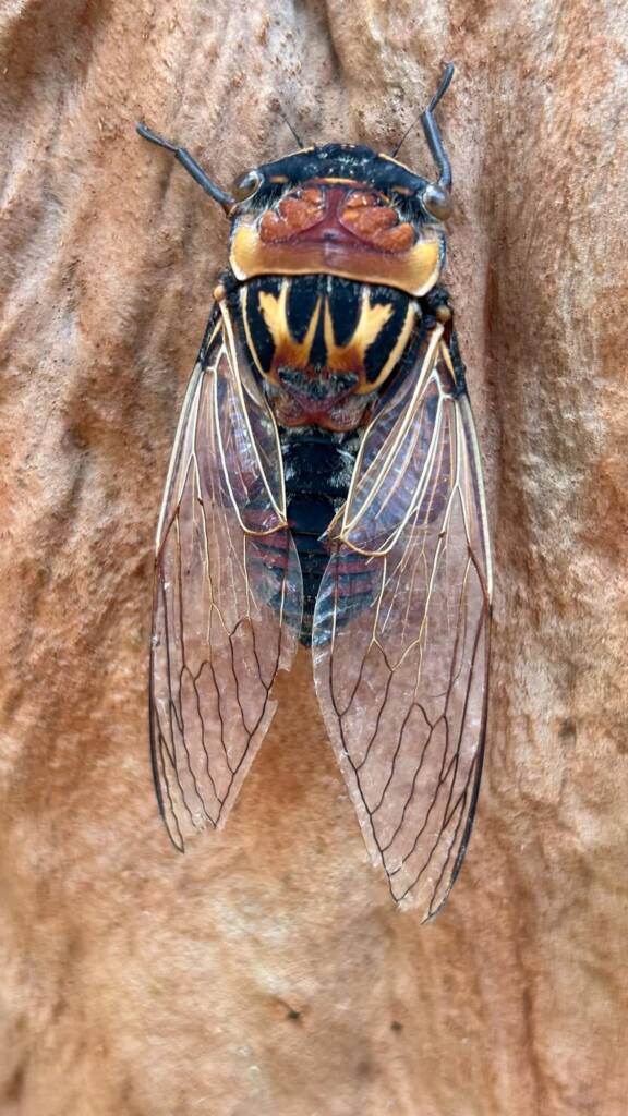 Double Drummer (Thopha saccata), Bouddi National Park, Central Coast NSW © Cole Wilson