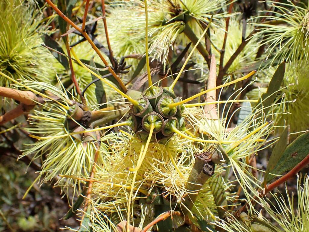 Eucalyptus lehmannii subsp. parallela, Stirling Range National Park WA © Terry Dunham