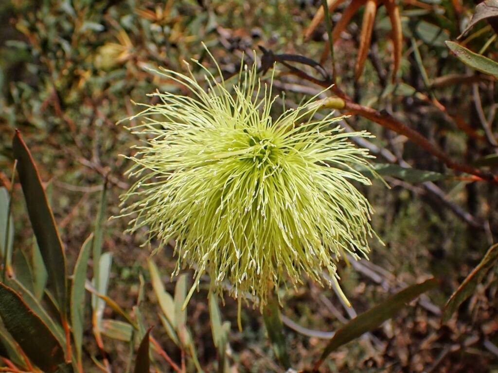 Eucalyptus lehmannii subsp. parallela, Stirling Range National Park WA © Terry Dunham