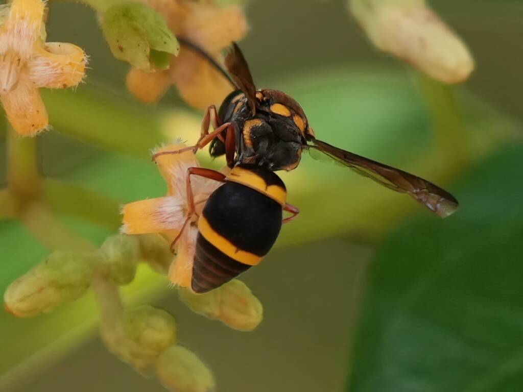 Euodynerus aspra (male), Barlings Beach Reserve NSW © Phil Warburton