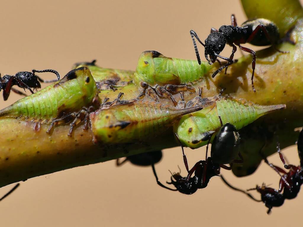 Green Treehopper (Sextius virescens), Crafers-Bridgewater SA © Marianne Broug