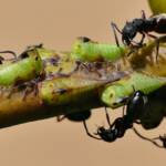 Green Treehopper (Sextius virescens), Crafers-Bridgewater SA © Marianne Broug