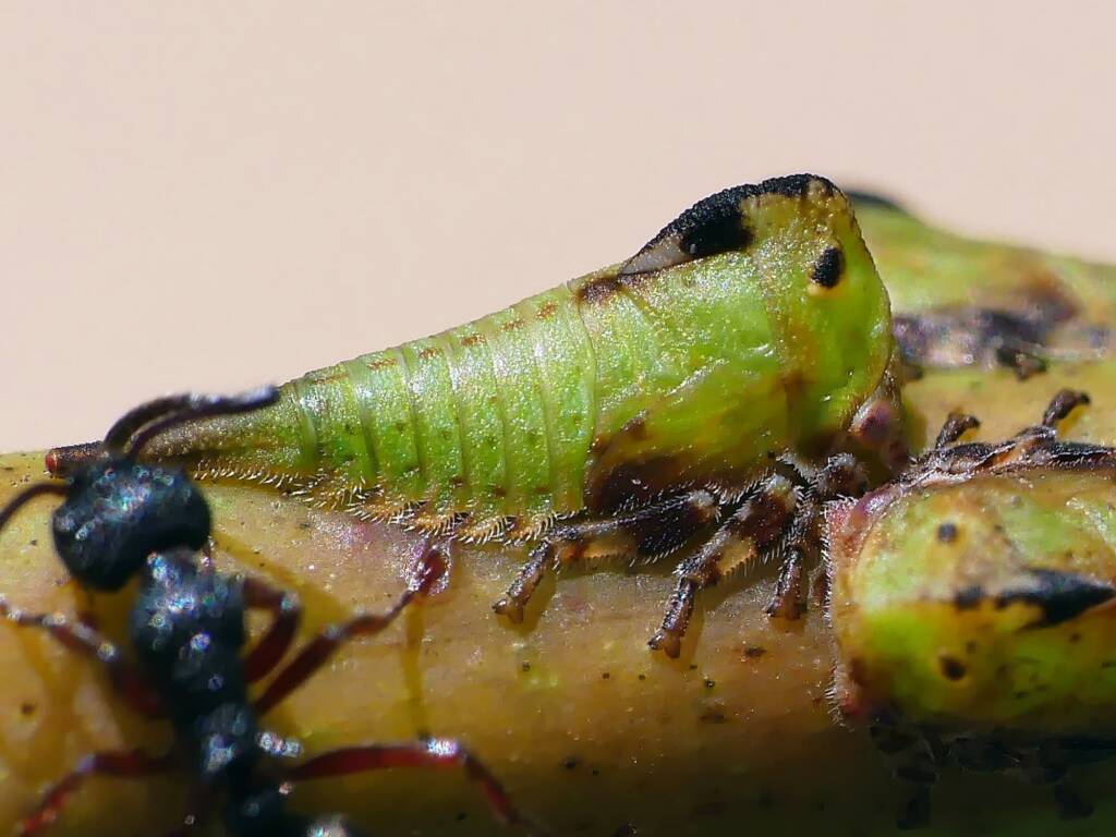 Green Treehopper (Sextius virescens), Crafers-Bridgewater SA © Marianne Broug