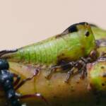Green Treehopper (Sextius virescens), Crafers-Bridgewater SA © Marianne Broug
