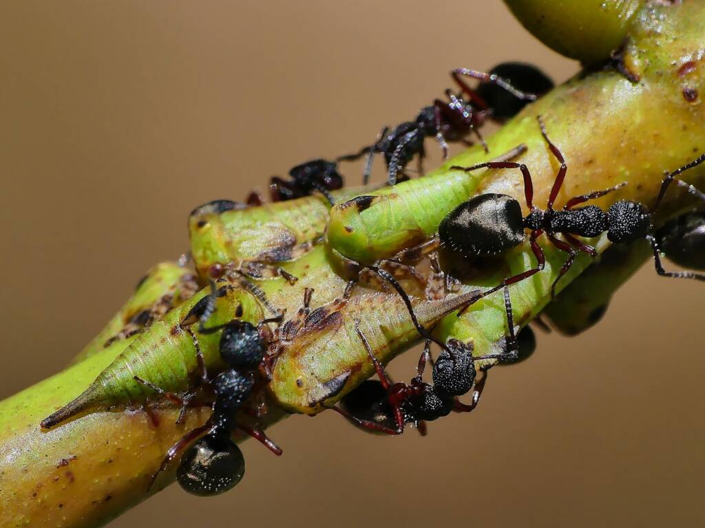 Green Treehopper (Sextius virescens), Crafers-Bridgewater SA © Marianne Broug