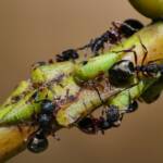 Green Treehopper (Sextius virescens), Crafers-Bridgewater SA © Marianne Broug