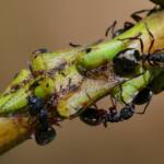 Green Treehopper (Sextius virescens), Crafers-Bridgewater SA © Marianne Broug