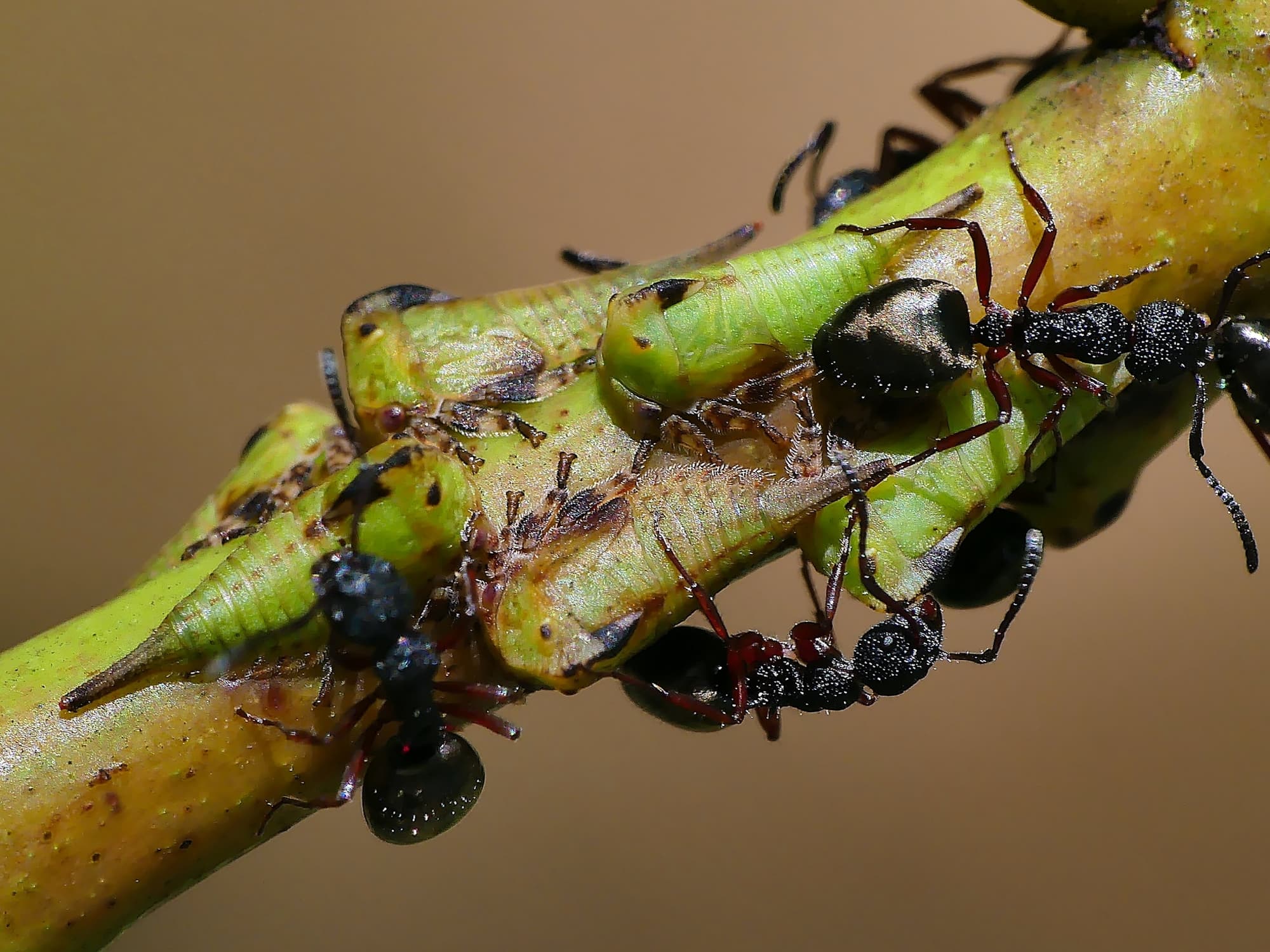 Green Treehopper (Sextius virescens), Crafers-Bridgewater SA © Marianne Broug