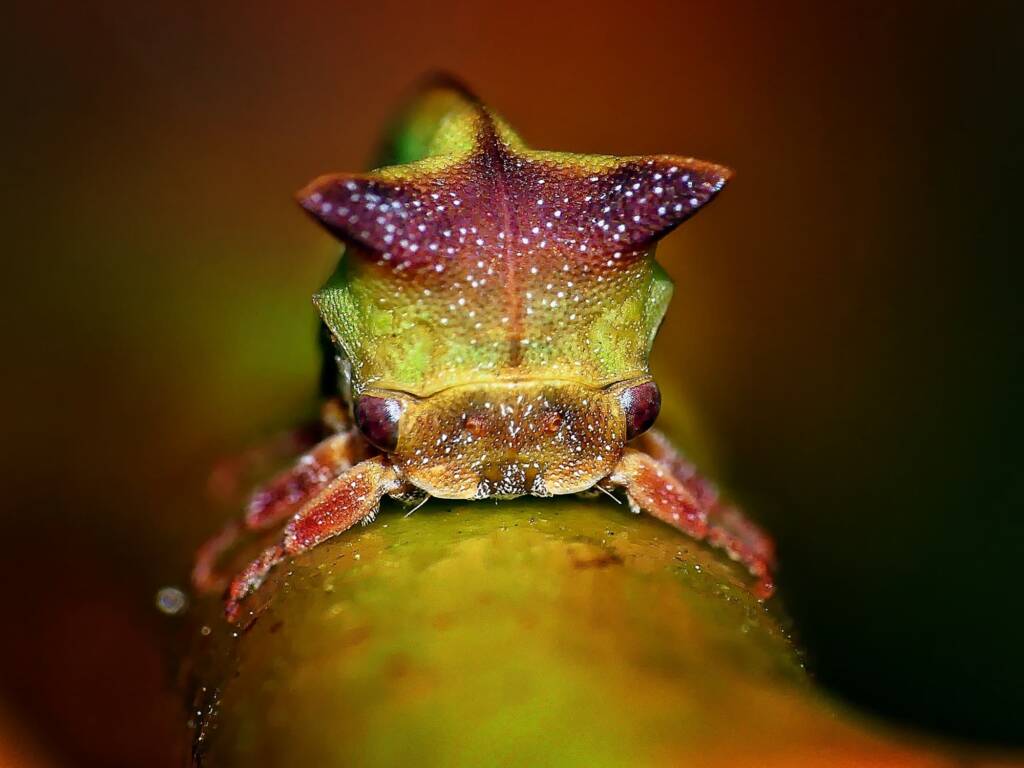 Green Treehopper (Sextius virescens), Belair SA © Marianne Broug