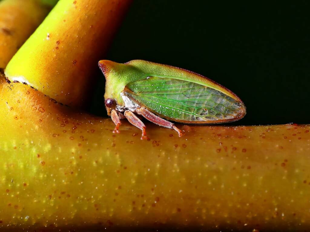 Green Treehopper (Sextius virescens), Belair SA © Marianne Broug