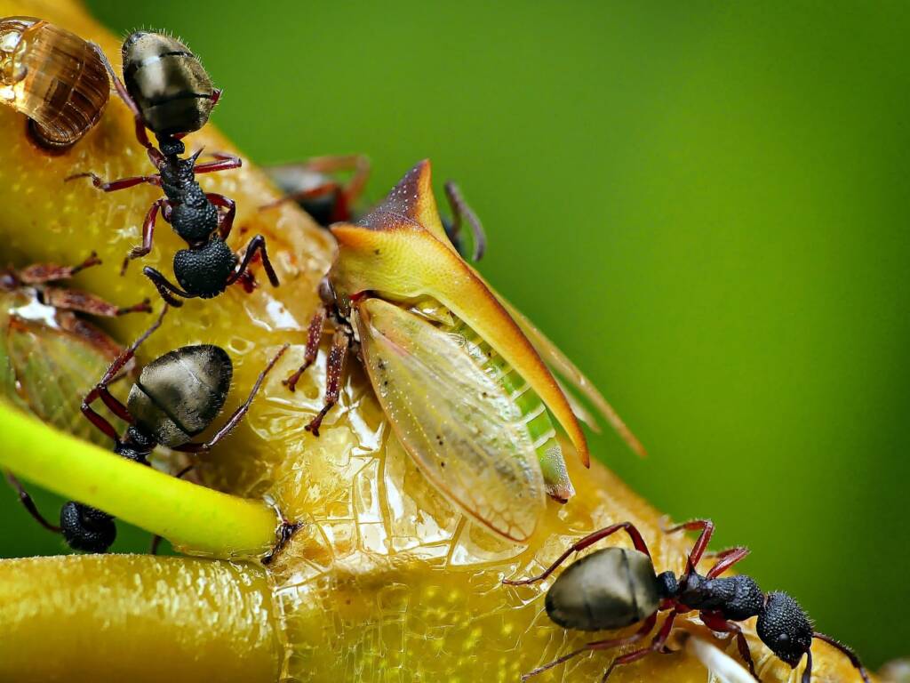 Green Treehopper (Sextius virescens) and Dolichoderus scabridus, Belair SA © Marianne Broug