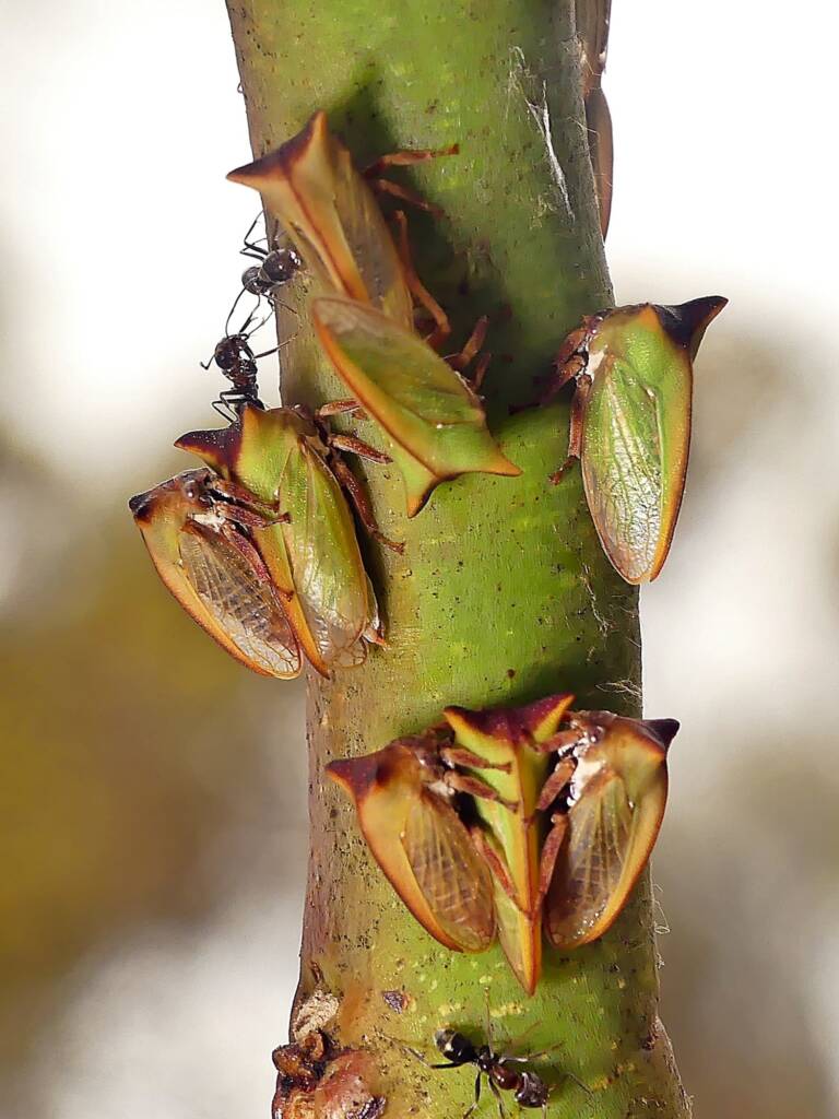 Green Treehopper (Sextius virescens) and Iridomyrex sp, Belair SA © Marianne Broug