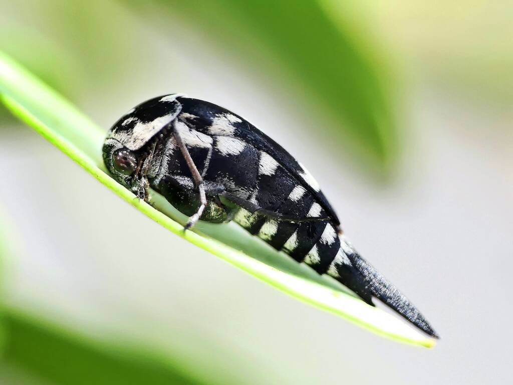 Hoshihananomia leucosticta, Belair SA © Marianne Broug