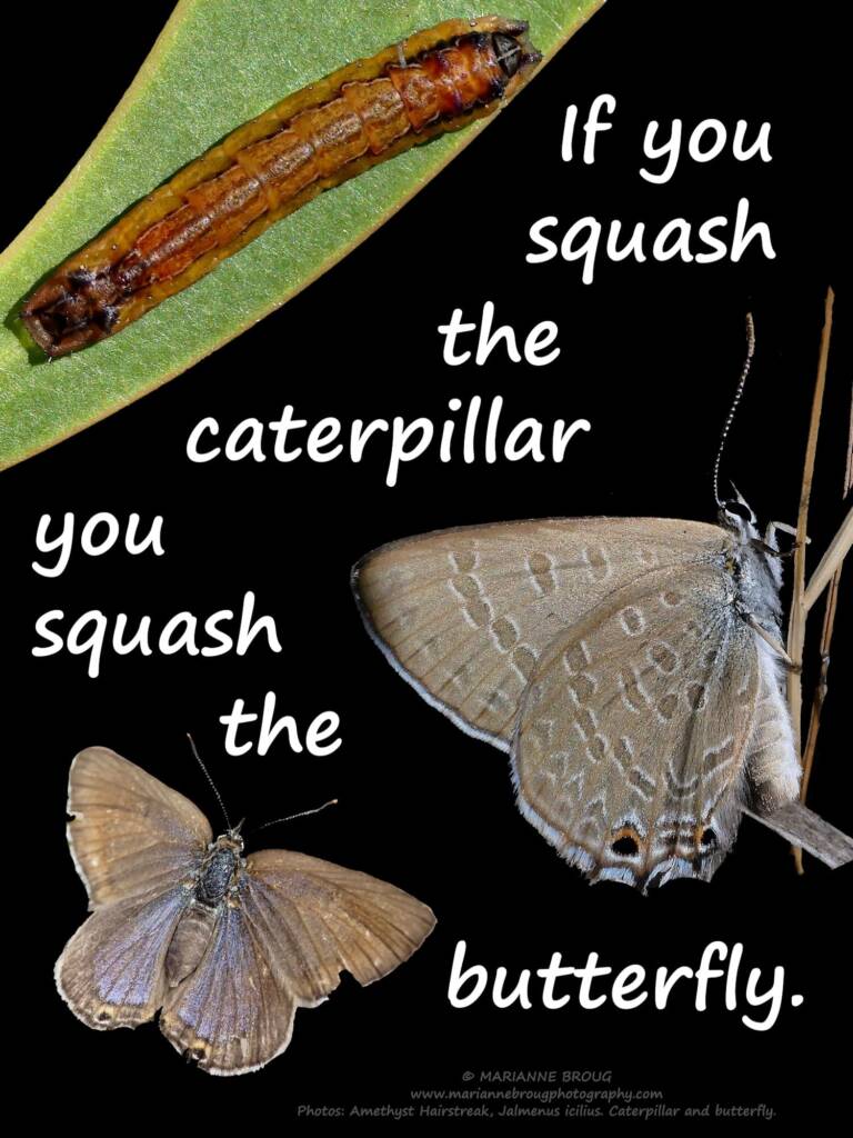 If you squash the caterpillar poster © Marianne Broug