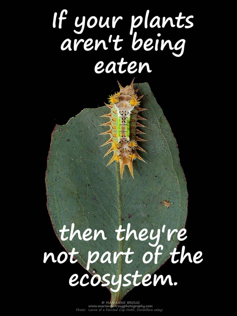 If your plants aren't being eaten © Marianne Broug