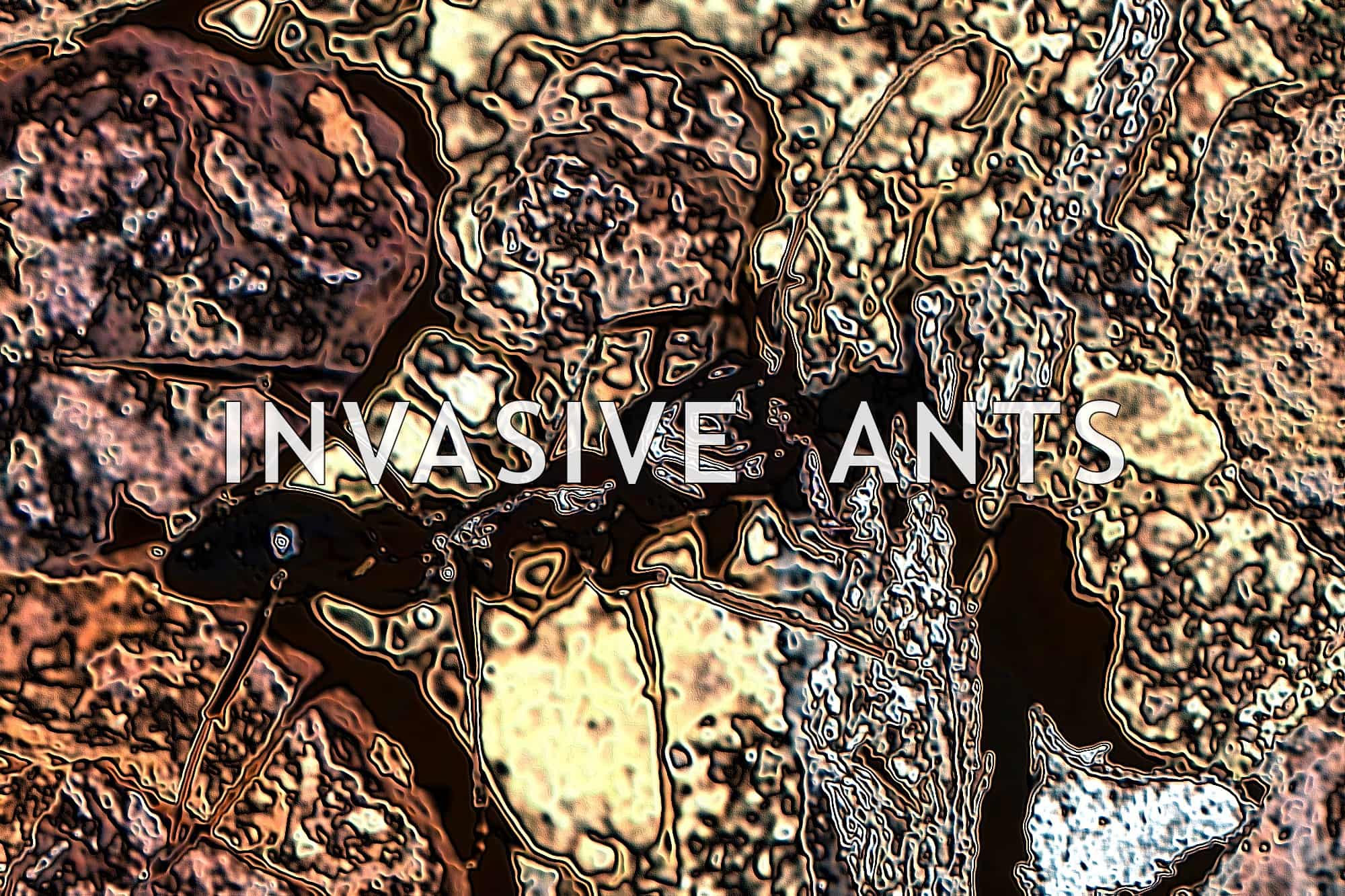 Invasive Ants - Australia
