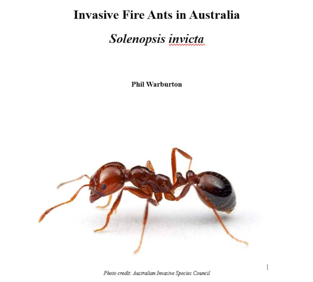 Invasive Fire Ants in Australia (Solenopsis invicta) by Phil Warburton