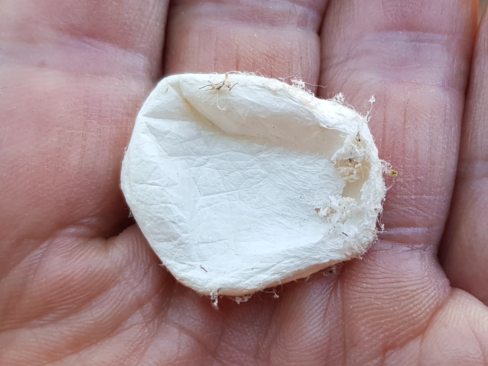 Empty silken case of a spider (spider sac), Alice Springs NT