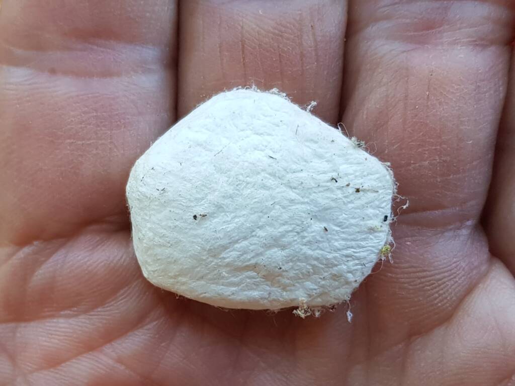 Empty silken case of a spider (spider sac), Alice Springs NT
