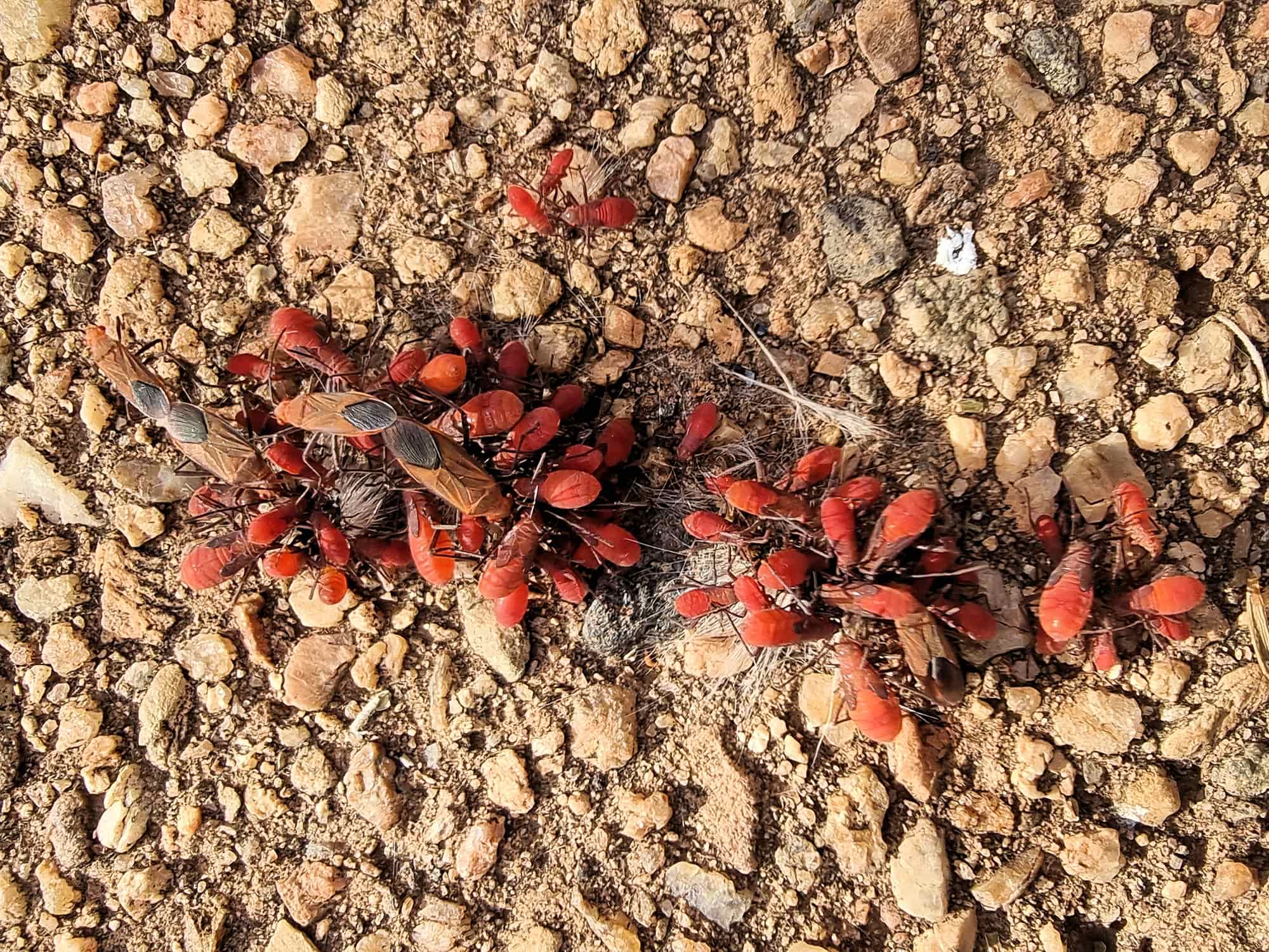 Leptocoris mitellatus (Leptocoris Bug), Alice Springs Desert Park NT