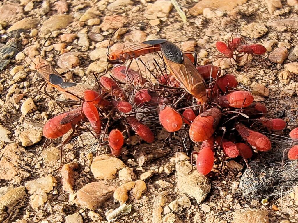 Leptocoris mitellatus (Leptocoris Bug), Alice Springs Desert Park NT
