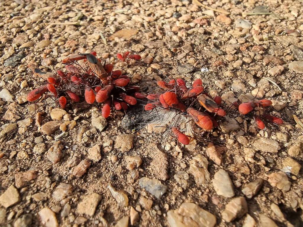Leptocoris mitellatus (Leptocoris Bug), Alice Springs Desert Park NT
