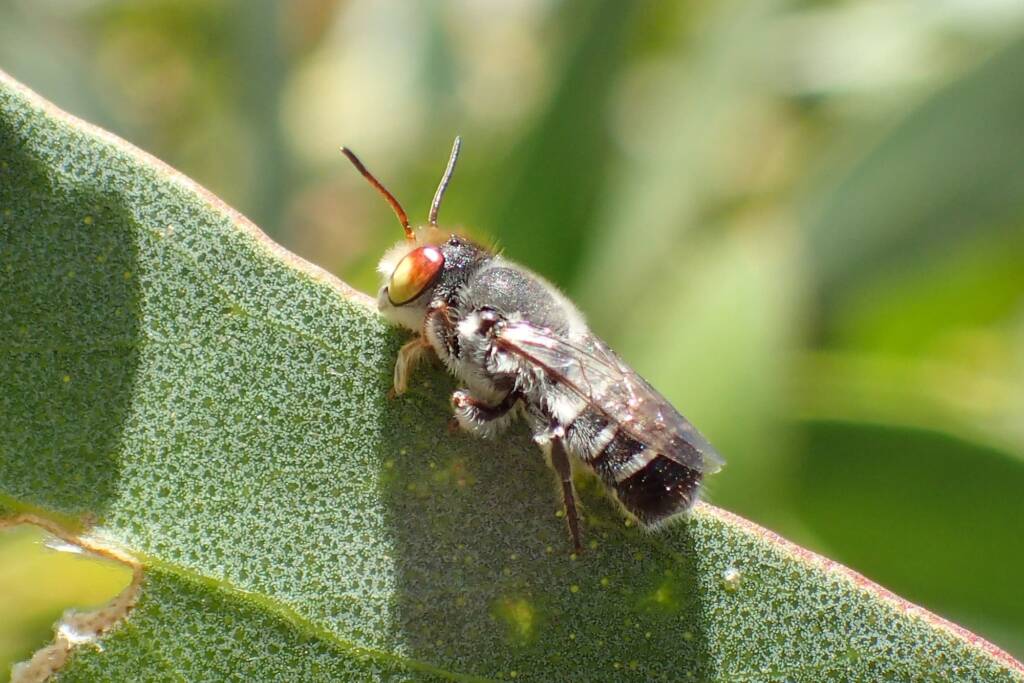 Megachile aurifrons (male), Geraldton, Midwest WA © Gary Taylor