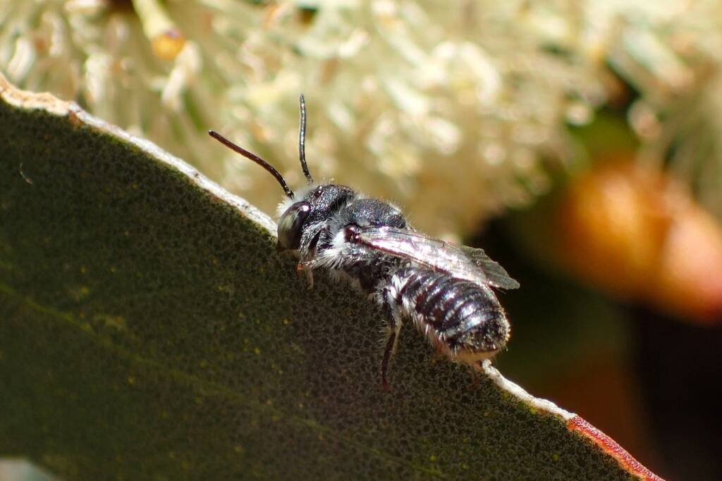 Megachile chrysopyga (female), Geraldton, Midwest WA © Gary Taylor